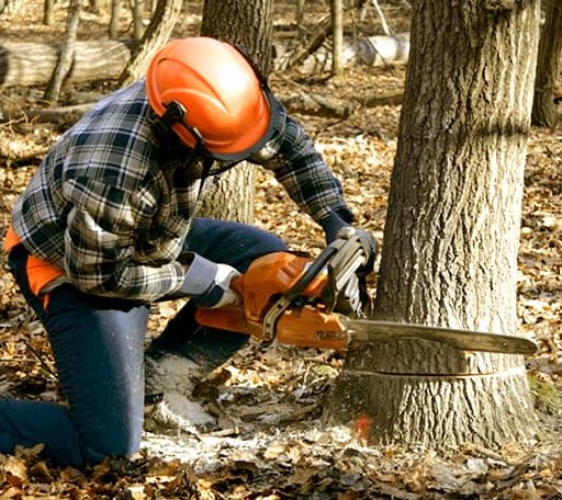 Tree Removal in Princeton, MA